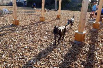 Ward Canyon Dog Park photo 1
